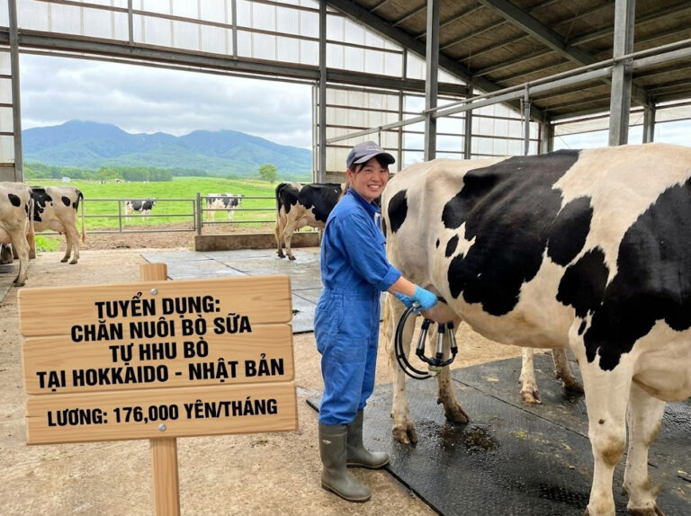 tuyen 1 nu lam chan nuoi bo sua tai hokkaido